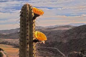 Corryocactus Brevistylus Cactos