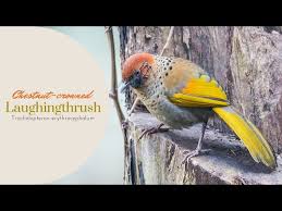 Image result for Erythrocephalum