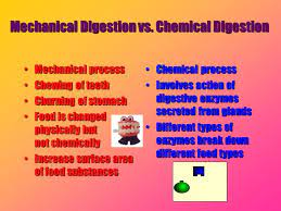 Mechanical Vs Chemical Digestion College Notes School Related School Help