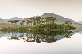 The total peak nesting effort for these. Pine Island On Derryclare Lake Connemara County Galway Connacht Province Republic Of Ireland Europe Stockphoto