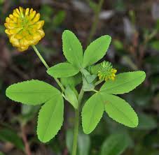 Image result for Trifolium polystachyum