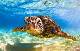 Typically found around coastal reefs, rocky areas, estuaries and lagoons. Environmental Groups File Federal Suit Seeking Green Sea Turtle Habitat Protections