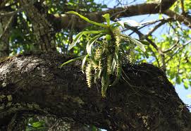 Image result for Diaphananthe