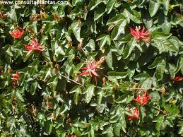 Image result for Passiflora vitifolia