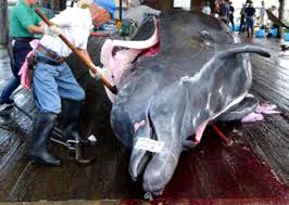 Mammal species of the world. Berardius Bairdii Bitacora Natura