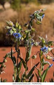 Image result for Trichodesma zeylanicum