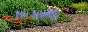 They can go weeks without supplemental watering, continuing to display their cheerful blooms the whole time. 10 Perennials For Bees Other Pollinators Proven Winners