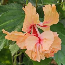 Image result for Hibiscus pusillus