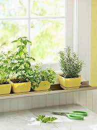 herb garden in the kitchen window ~ 30