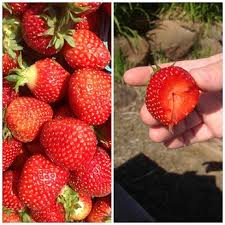 Apr 09, 2020 · covid 19 coercion: Strawberry Hints And Tips Guide Whats Cooking America