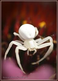 White Spider Albino Animals Rare Albino Animals Arachnids Spiders