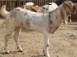 By calendar 2021 pub print | aug 7. Jamunapari Goat Breed Information Guide Goat Farming Goats Sheep Breeds Damascus Goat