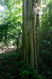 Image result for Balanites maughamii