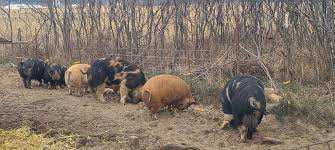 Idaho Pasture Pigs 2 boars and 2 sows(registered) Breeders 1 feeder barrow  1 gilt feeder 1 sow feeder Due to no fault of their own, I need to find new  pasture. I