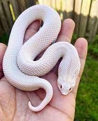 Hognose Snake Interestingasfuck Hognose Snake Cute Reptiles Pretty Snakes