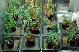 Frutta, verdura, ma anche piante aromatiche e altro. Camera Coltivare Marijuana In Casa Non E Piu Reato Scelgo News
