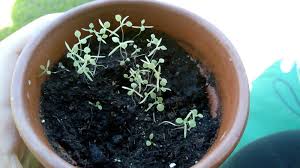 How to grow california poppy in containers. Ask A Question Forum Growing Poppies Indoors Garden Org