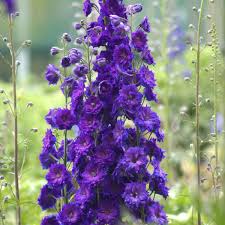 Image result for Delphinium