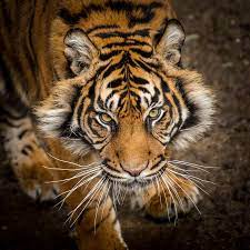 Prowling Tiger Prowling Majestic Tiger Looking At Camera Sponsored Tiger Prowling Camera Majestic Ad Tiger Photo Wildlife