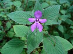 Image result for Impatiens gesneroidea