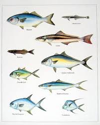 Bluefish Sharksucker Cobia Etc Vintage 1984 Fish Book Plate 10 00 Via Etsy Fish Fish Art Salt Water Fishing