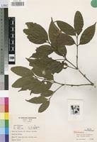 Image result for Psydrax parviflora