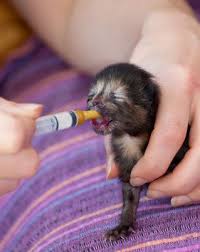 Feeding Orphaned Kittens Feeding Kittens Kitten Care Kittens