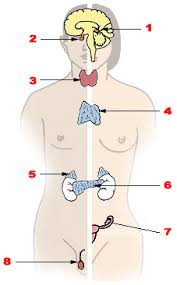 Endocrine glands_06 human anatomy icons set. Endocrine Gland Wikipedia