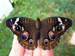 Pin De Gloria Ines En Butterflies Bellos Insectos Mariposas Lindas Mariposas De Colores