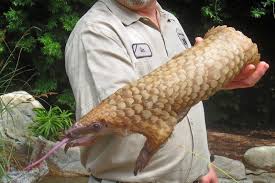 Find out what are pangolins? Fotos Schuppentiere Sind Schuppig Liebenswert Und Gefahrdet Aber Du Kannst Helfen Hornet The Gay Social Network
