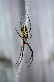These pests spread from plant to plant but can be battled. What To Do About Spiders In Your Garden Raise Your Garden