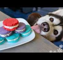 We Made Macarons For Dogs | DIY Dog Treats - YouTube