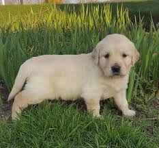 However, before going ahead and adopting one from a shelter or rescue, it would be best for you to know the costs involved in owning such a dog. Golden Retriever Puppy For Sale Adoption Rescue For Sale In Arthur Illinois Classified Americanlisted Com