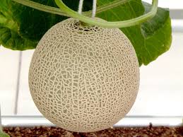 Image result for Cucumis melo