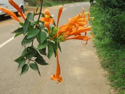 Image result for Pyrostegia