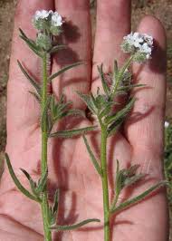 Image result for Indigofera cryptantha