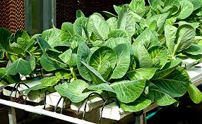 Commercial hydroponic greenhouses are a great green business idea. Hydroponics Vs Soil Do Hydroponic Plants Grow Faster