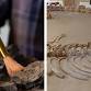 Nature Explorers: Bones and Artifacts