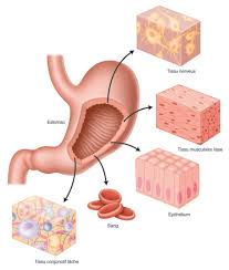 Check spelling or type a new query. Bac St2s Organisation Et Fonctionnement De L Etre Humain
