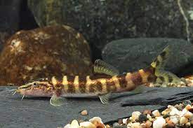 Red Lipped Botia Reg Leptobotia Rubrilabris Red Pictures Aquarium Fish Freshwater Aquarium