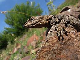 Bestnya dapat main dengan amoi massage ni. Commons Featured Picture Candidates Log June 2014 Wikimedia Commons