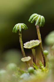 Maybe you would like to learn more about one of these? Seltsames Moos Flechte O A Im Garten Brunnenlebermoos Marchantia Polymorpha Pflanzenbestimmung