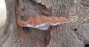 Image result for Ganoderma applanatum