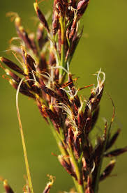 Image result for Costularia