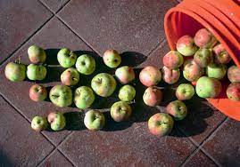 From evergreens to fruit trees and more, these plants and trees are designed to thrive in your the pennsylvania state tree is the eastern hemlock, an evergreen tree that grows up to 175 feet tall on a. Mysterious Blight Threatening Apple Trees In Pa Elsewhere Pittsburgh Post Gazette