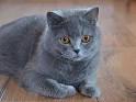 What are the Best Hypoallergenic Cat Breeds ... - Petfinder