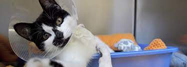If you are unsure what qualifies as emergency veterinary care, call your veterinarian and describe the symptoms. We Help With Low Cost Vet Care For Those In Need Rspca