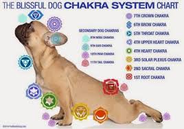 Reiki Paw Essences Dog Chakra System Chart