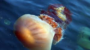 Marine mucilage is a goopy discharge of protein. Jellyfish Myths Debunked What To Do If You Re Stung Accuweather
