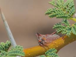 Image result for Oxyrhachis